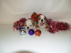 bulldog ingles ¡ haz feliz a tu familia! - mejor precio | unprecio.es