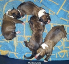 Cachorros boxer de silvecan - mejor precio | unprecio.es