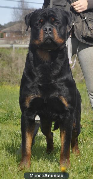 cachorros de rottweiler de calidad