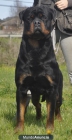 cachorros de rottweiler de calidad - mejor precio | unprecio.es