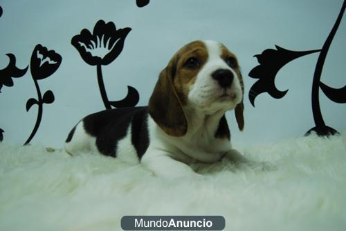 camada de beagle . tri-colorese