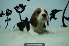 camada de beagle . tri-colorese - mejor precio | unprecio.es