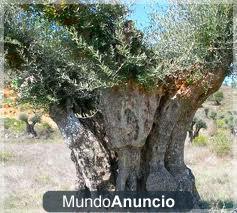 FINCA DE OLIVOS CENTENARIOS DE UN SOLO PIE