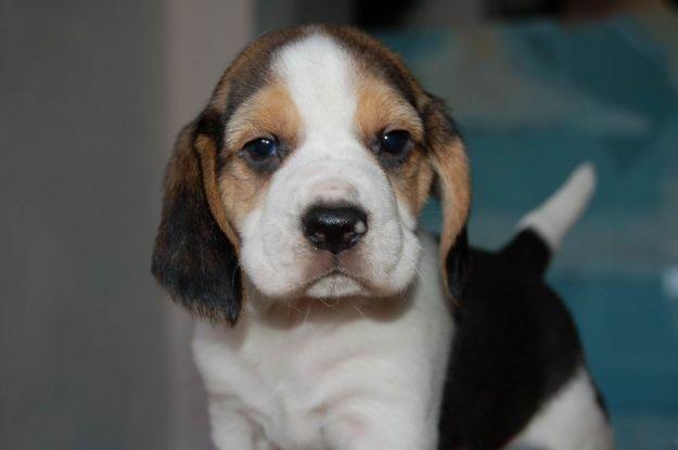 PRECIOSA CAMADA DE BEAGLES, CON PEDIGREE 350€