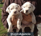 Preciosos cachorros de Dogo Argentino - mejor precio | unprecio.es