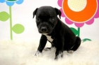 Staffordshire Bullterrier - Cachorros Disponibles - www.animalflower.es - mejor precio | unprecio.es