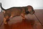Tekcke Kaninchen - mejor precio | unprecio.es