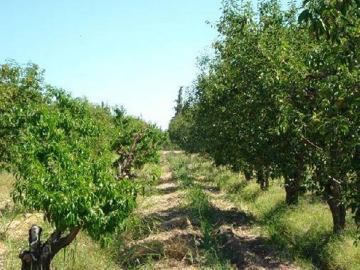 VENDEMOS FINCAS, VIÑEDOS Y BODEGAS EN MENDOZA - ARGENTINA