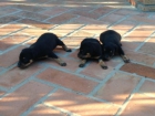 Vendo cachorritos de pincher!! - mejor precio | unprecio.es