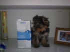 yorkshire terrier toy - mejor precio | unprecio.es