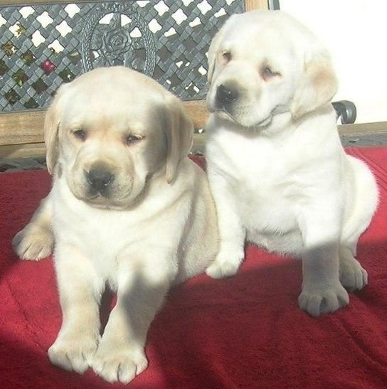 Cachorros de Labrador Retriever con pedigree de campeones