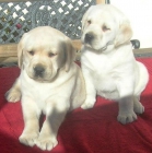 Cachorros de Labrador Retriever con pedigree de campeones - mejor precio | unprecio.es