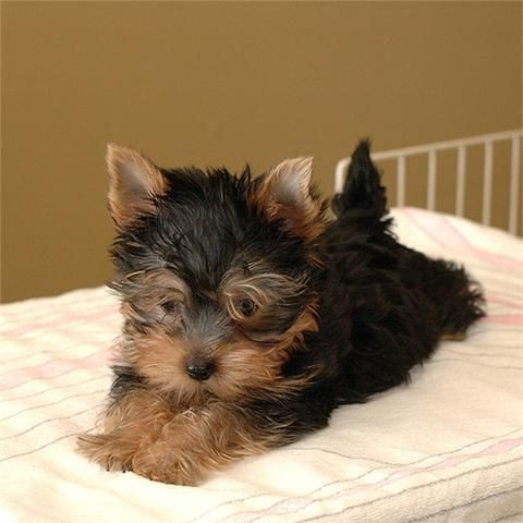 cachorros yorkie