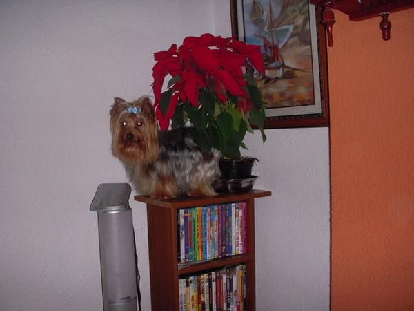 camada de 3 machos de yorkshire terrier