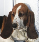 Cambio hembra de Basset Hound - mejor precio | unprecio.es