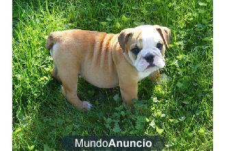 Gratis Camada de Cachorros Bulldogs Ingles