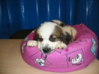 San Bernardo, adorables y cariñosos cachorros - mejor precio | unprecio.es
