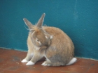 Se regala precioso conejo como mascota - mejor precio | unprecio.es