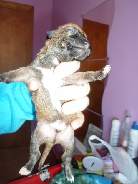 se venden chihuahuas