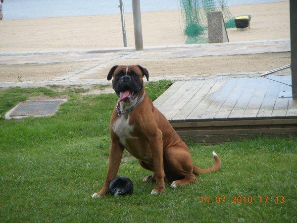 Boxer Trus se ofrece para montas