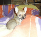 camada de chihuahuas - mejor precio | unprecio.es