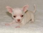 Chihuahuas toy una pasada - mejor precio | unprecio.es