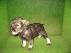 EXCELENTE CACHORRO DE SCHNAUZER SAL Y PIMIENTA 190 - mejor precio | unprecio.es