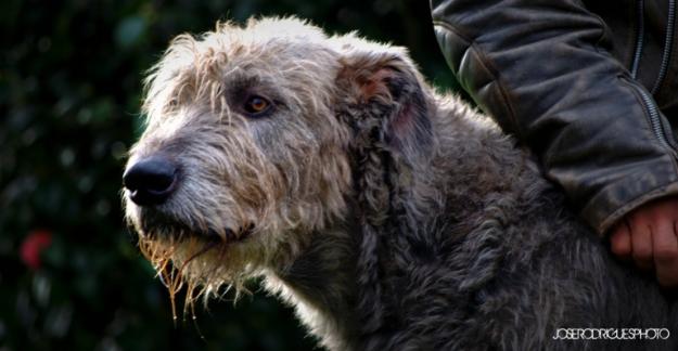 irish wolfhound cachorros ,galgo irlandes