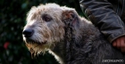 irish wolfhound cachorros ,galgo irlandes - mejor precio | unprecio.es