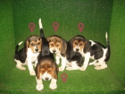 MARAVILLOSOS CACHORROS DE BEAGLE 240 - mejor precio | unprecio.es