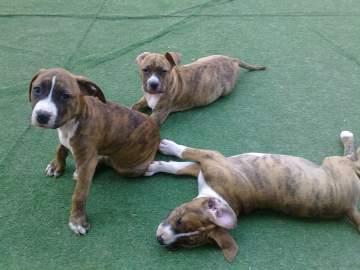 Perro american stanfordshire terrier