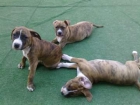 Perro american stanfordshire terrier - mejor precio | unprecio.es