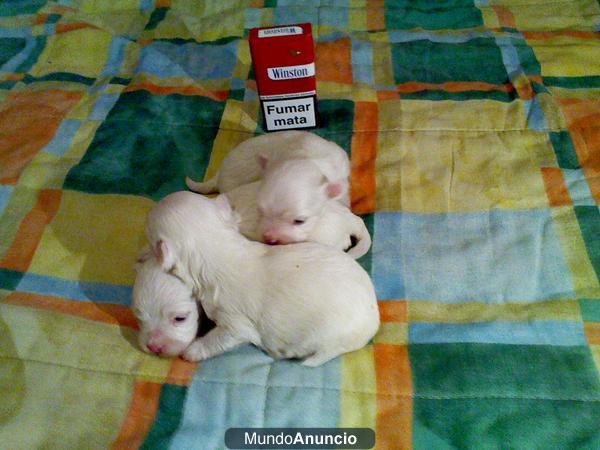 Vendo cachorritos de bichon maltes super pequeños estan criados en casa