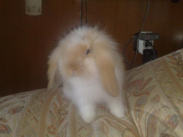 Vendo conejo believer