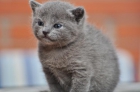 vendo gato azul ruso - mejor precio | unprecio.es