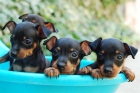 autenticos mini pinscher - mejor precio | unprecio.es