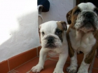 BULLDOG INGLéS 750  SUPER CACHORRITAS. - mejor precio | unprecio.es