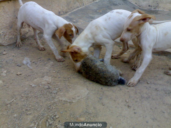 cachorros de podenco canario