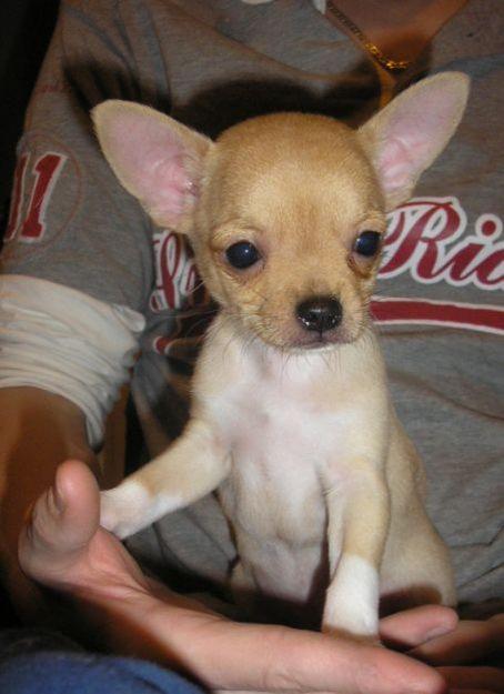 Chihuahua