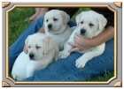 Hermoso Labrador Puppy un nuevo hogar 130 - mejor precio | unprecio.es