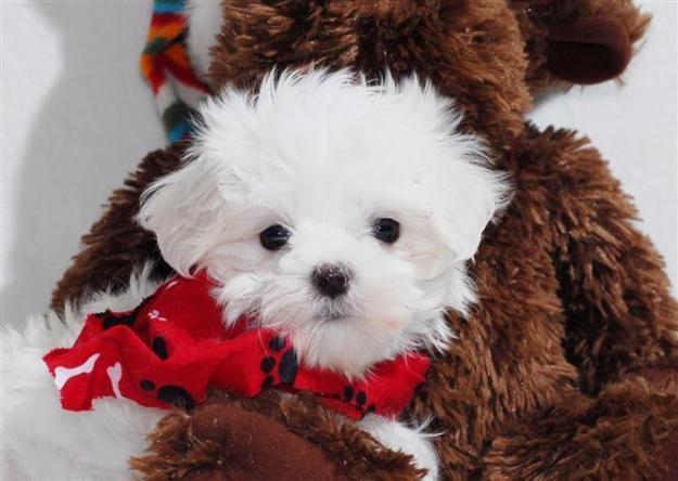 Hombre y Mujer cachorros maltés para la venta