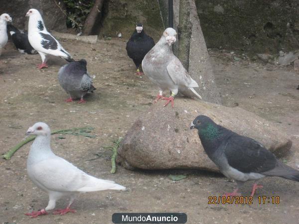 Palomas Mensajeras De Raza Antigua