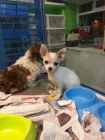 Precioso cachorrito chihuhua toy toy blanco, se mete en el bolsillo !! - mejor precio | unprecio.es
