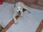 vendo husky por no poder antender - mejor precio | unprecio.es