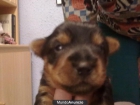 yorshsireterrier - mejor precio | unprecio.es