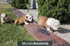 Hermosos cachorros Bulldog Inglés - mejor precio | unprecio.es