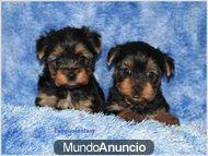 Adorable Yorkie cachorros para un nuevo hogar