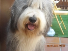 Bearded Collie (Collie barbudo)- semental - mejor precio | unprecio.es