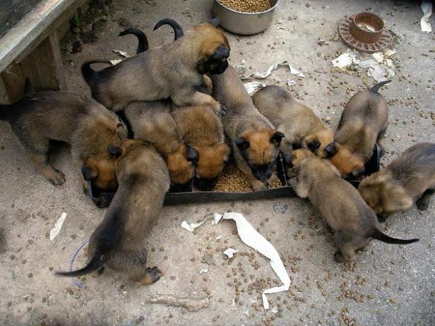 CAMADA DE PASTOR BELGA DE MALINOIS