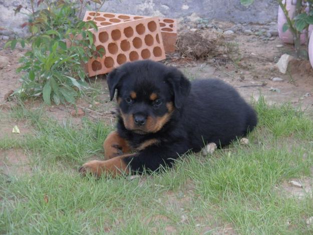 CAMADA DE ROTTWEILERS